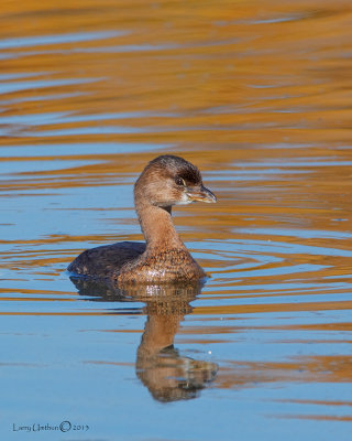 Pied-gilled Grebe