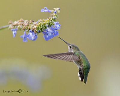 Anna's Hummingbird