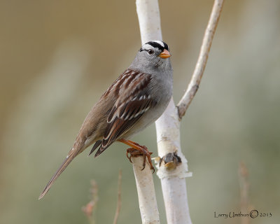 White-crowned Sparrow