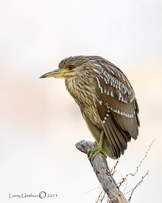 Black-crowned Night-heron(Juvenile)