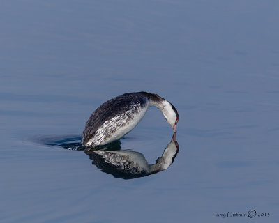 Horned Grebe