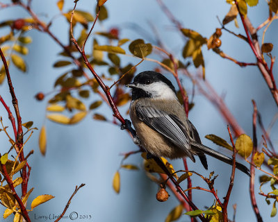 Black-capped Chickadee