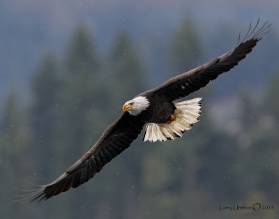 Bald Eagle