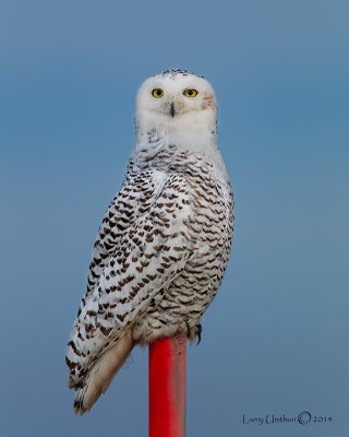 Snowy Owl