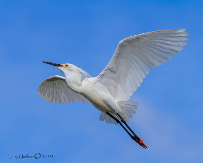 Snowy Egret