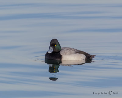 Lesser Scaup