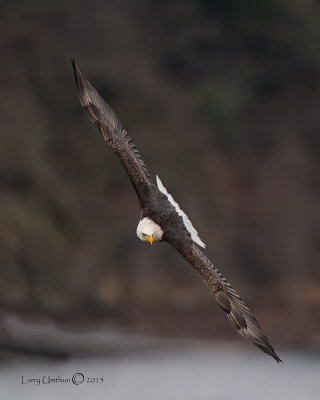 Bald Eagle