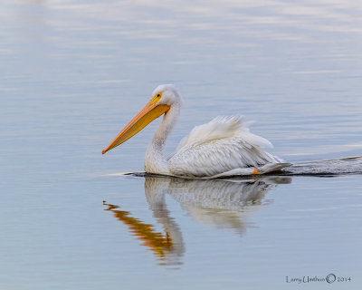 American White Pelican