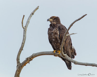 Bald Eagle (Juvenile)