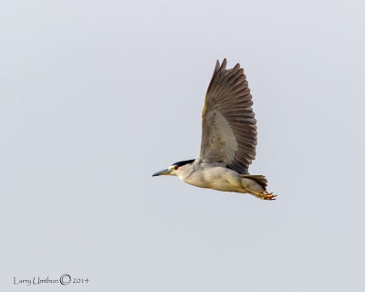 Black-crowned Night-Heron