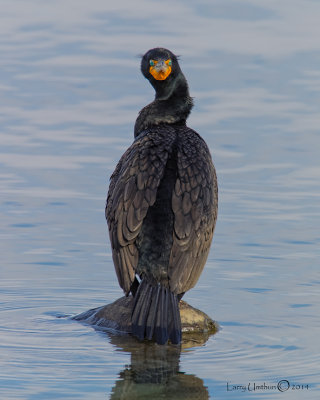 Double-crested Cormorant