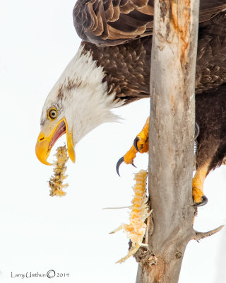 Bald Eagle