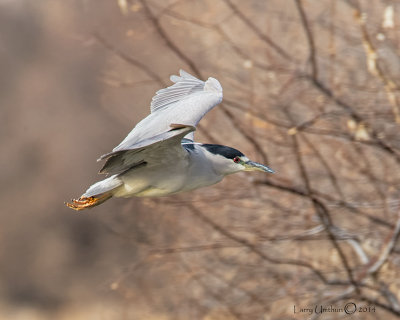 Black-crowned Night-heron