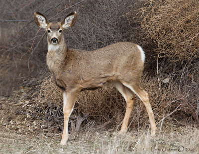 Mule Deer