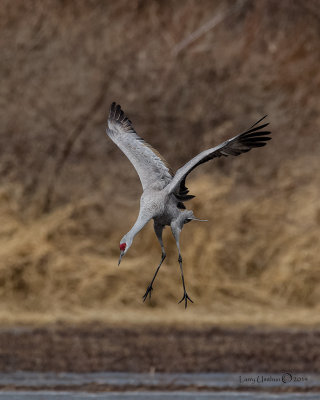 Sandhill Crane