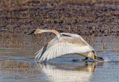 Trumpeter Swan