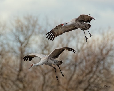 Sandhill Cranes