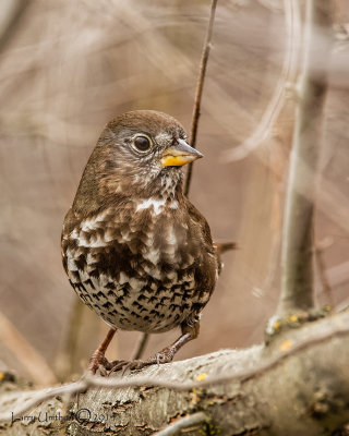 Fox Sparrow