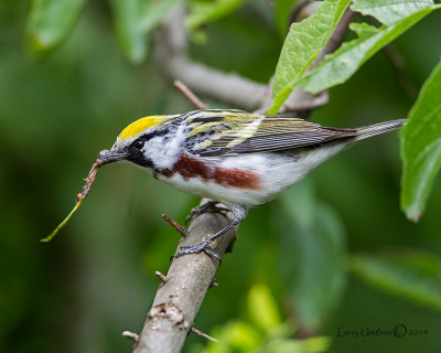 Chestnut-sided Warbler