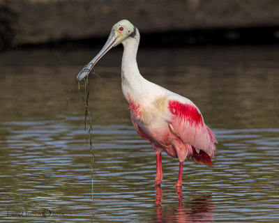 Roseate Spoonbill