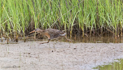 Clapper Rail