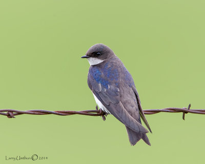 Tree Swallow (Female)