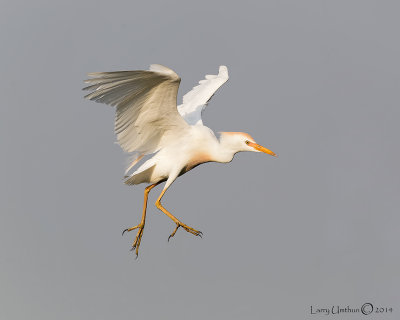 Cattle Egret