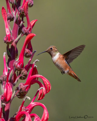 Rufus Hummingbird