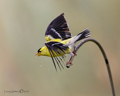 American Goldfinch