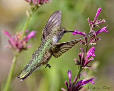 Black-chinned Hummingbird