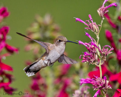 Black-chinned Hummingbird