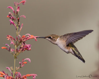 Black-chinned Hummingbird