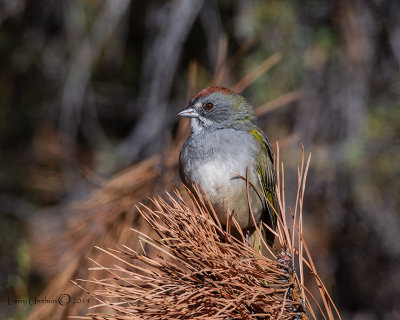 Green-tailed Towhee