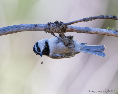 Mountain Chickadee