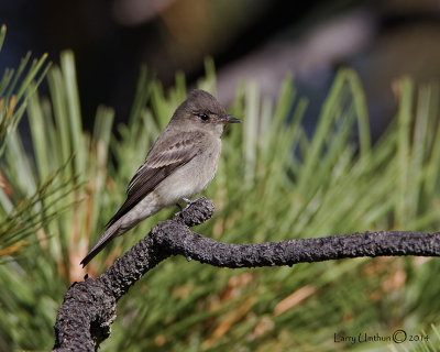 Western Wood Pewee