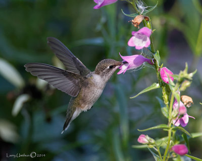 Black-chinned Hummingbird