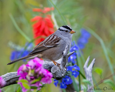 White-crowned Sparrow