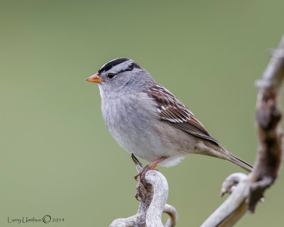 White-crowned Sparrow