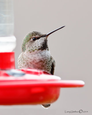 Anna's Hummingbird