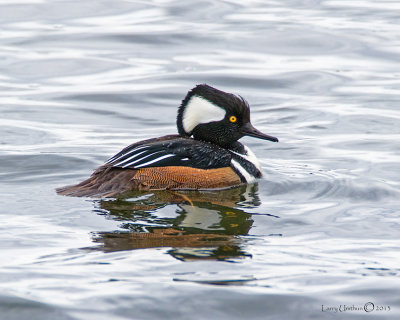 Hooded Merganser