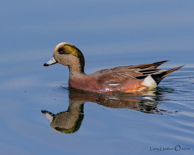 American Wigeon