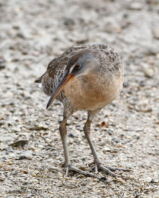 Clapper Rail