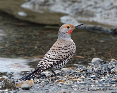 Northern Flicker