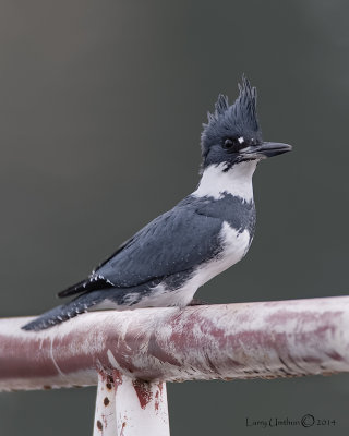 Belted Kingfisher