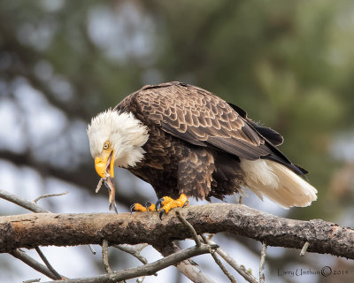 Bald Eagle