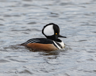 Hooded Merganser