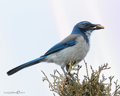 Western Scurb Jay