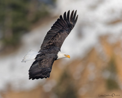 Bald Eagle