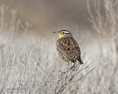 Western Meadowlark