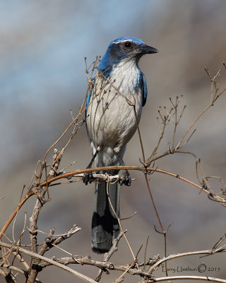 Western Scrub-Jay